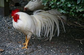 IMG_7610