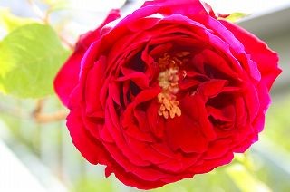 IMG_9361