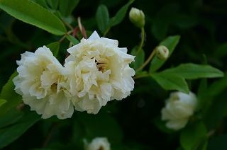 IMG_9303