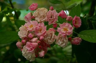 IMG_9505