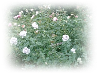CIMG0546